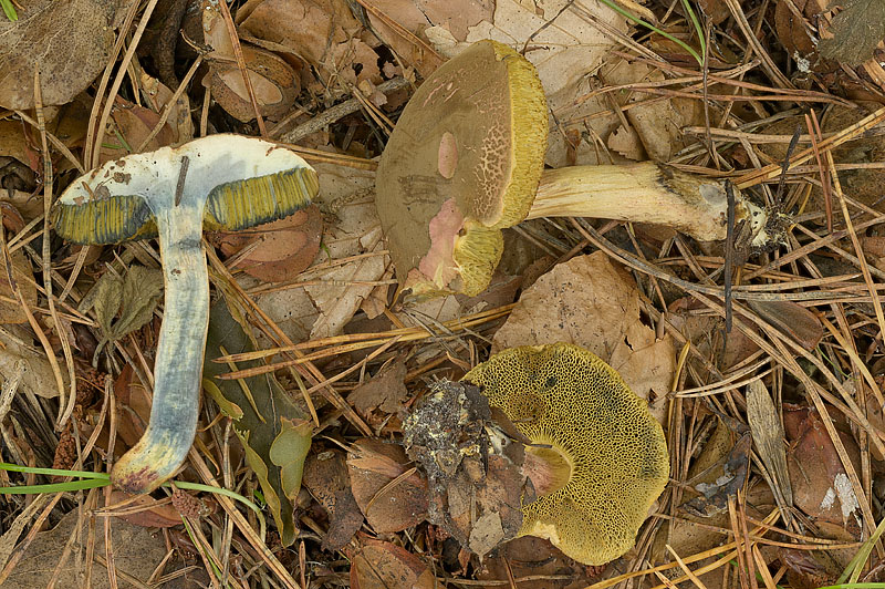 Xerocomellus cisalpinus